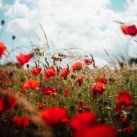 Red poppy flowers in the summer. Photo: Oscar Nord